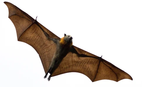 Bat Flying