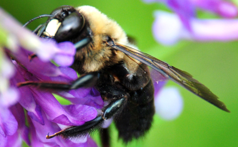 Carpenter Bee