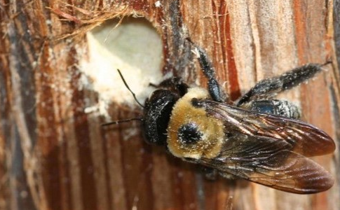 Carpenter Bee