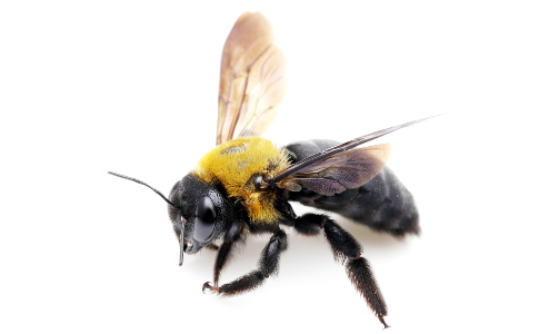 Carpenter Bee
