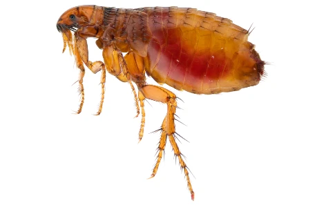 Flea filled with blood
