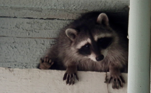 Raccoon in Porch Roof Void