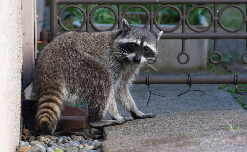 Raccoon in Yard Next to Gate
