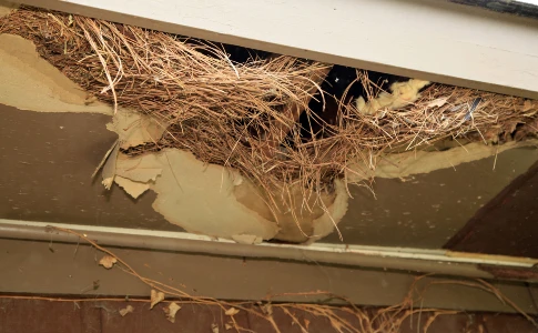 Rodent Nest in Attic Insulation