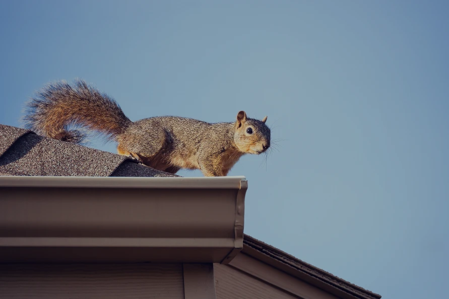 Squirrels Entering Hole in Houses Roof