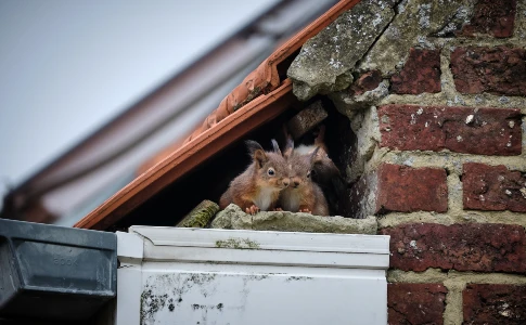 Rodents Entering Roof Opening