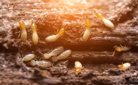 Termites eating rotten wood